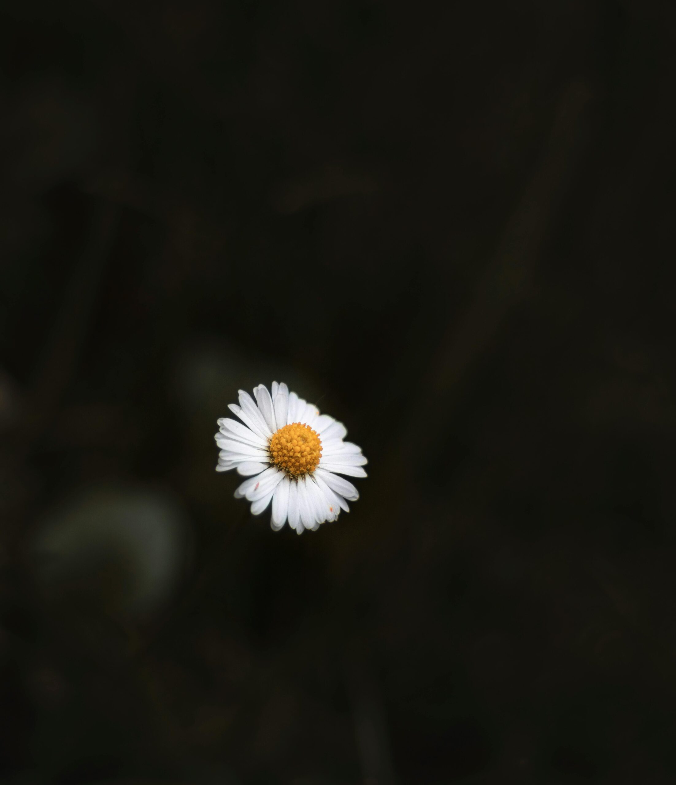 Close-up of a single daisy with white petals and yellow center against a dark background.